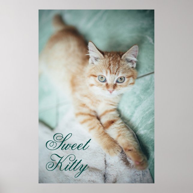 A Golden Colour Kitten Lying Down Poster (Front)
