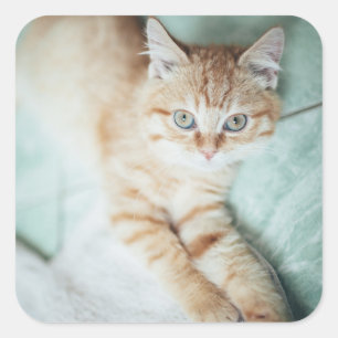A Golden Colour Kitten Lying Down Square Sticker