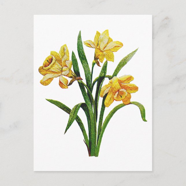 A Golden Host of Embroidered Daffodils Postcard (Front)