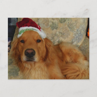 A Golden Retriever at Christmas with Santa Hat Holiday Postcard