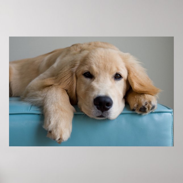 A Golden Retriever Puppy Poster (Front)