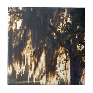 a golden winter sunrise through the Spanish Moss Tile