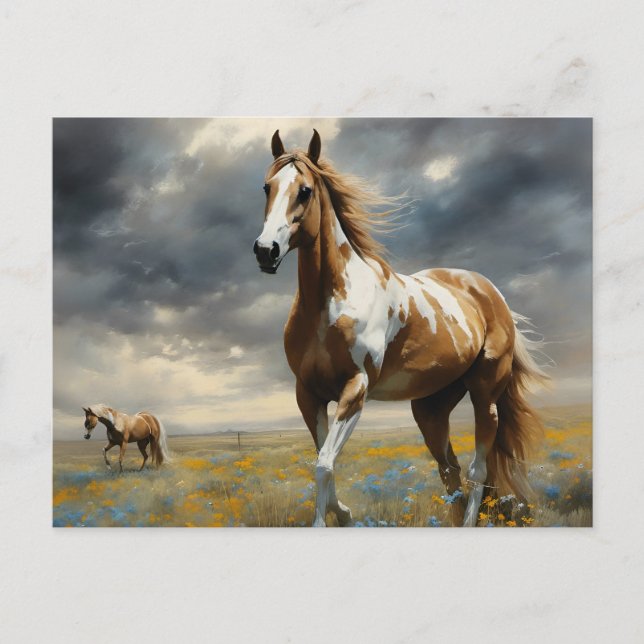 A Gorgeous Pinto Horse Postcard (Front)