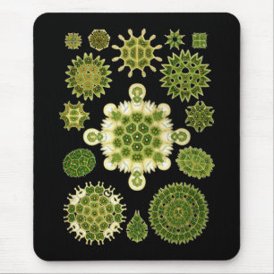 A Green Algae Mouse Pad