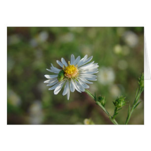A Green Bug on a White Flower