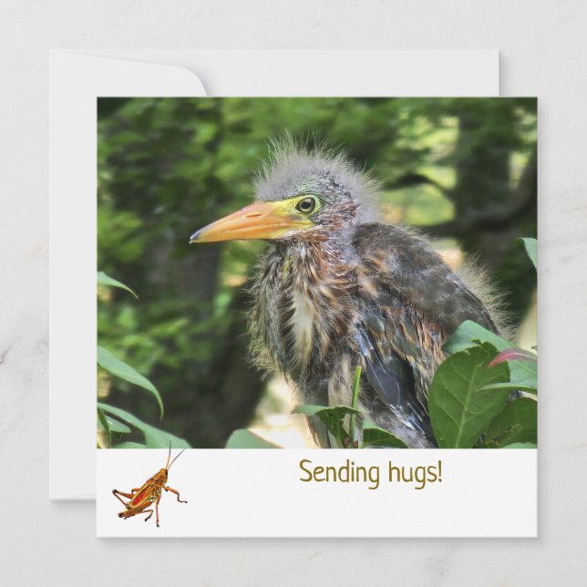 A green heron (Front)