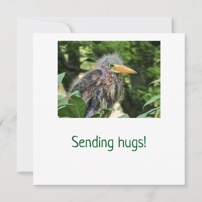 A green heron holiday card (Front)