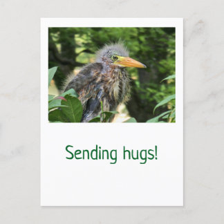 A green heron holiday postcard