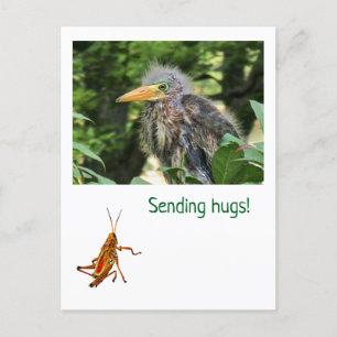 A green heron holiday postcard