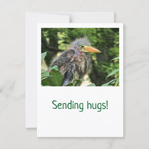 A green heron postcard