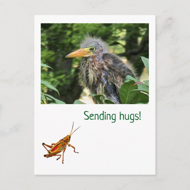 A green heron postcard (Front)