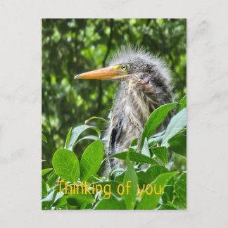 A green heron. Thinking of you Holiday Postcard