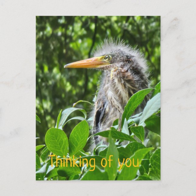 A green heron. Thinking of you Holiday Postcard (Front)