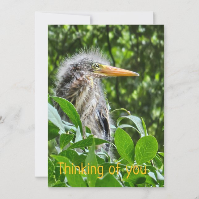 A green heron. Thinking of you Invitation (Front)