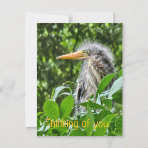 A green heron. Thinking of you Postcard