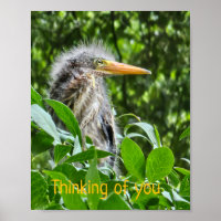 A green heron. Thinking of you