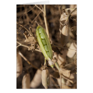 A Green Pea Pod On A Dried Pea Pod Plant