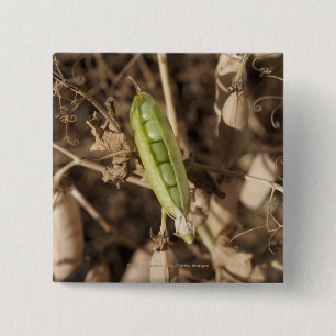 A Green Pea Pod On A Dried Pea Pod Plant 15 Cm Square Badge