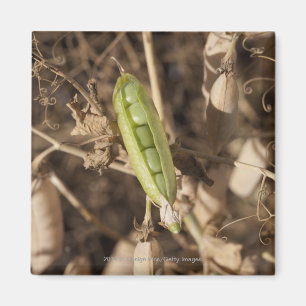 A Green Pea Pod On A Dried Pea Pod Plant Magnet