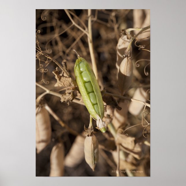 A Green Pea Pod On A Dried Pea Pod Plant Poster (Front)