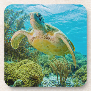 A Green Turtle On The Shallow Reefs Of Bonaire Coaster