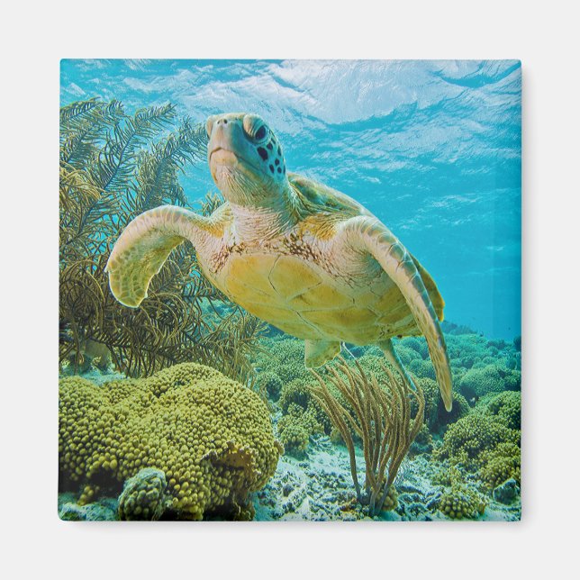 A Green Turtle On The Shallow Reefs Of Bonaire Magnet (Front)