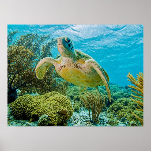 A Green Turtle On The Shallow Reefs Of Bonaire Poster (Front)