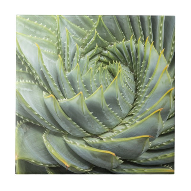 A Green & White Succulent Ceramic Tile (Front)