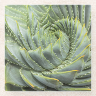 A Green & White Succulent Glass Coaster