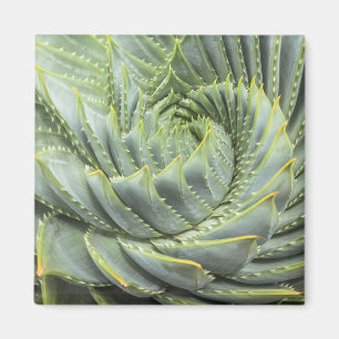 A Green & White Succulent Magnet
