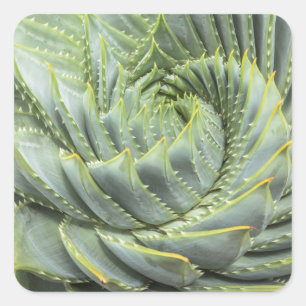 A Green & White Succulent Square Sticker