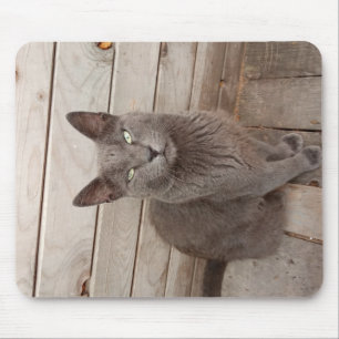 A Grey Noble Cat Mouse Pad