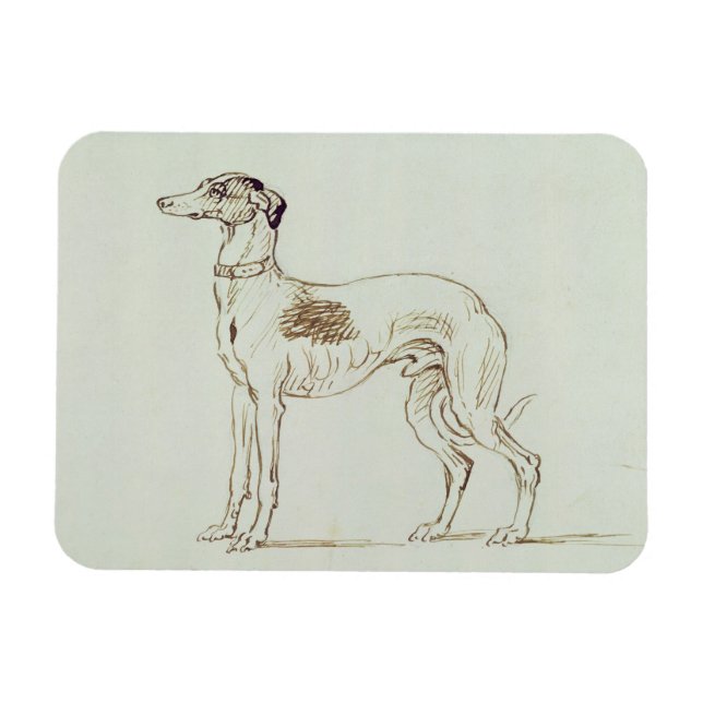 A Greyhound, Facing Left (pen & ink on paper) Magnet (Horizontal)