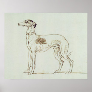 A Greyhound, Facing Left (pen & ink on paper) Poster