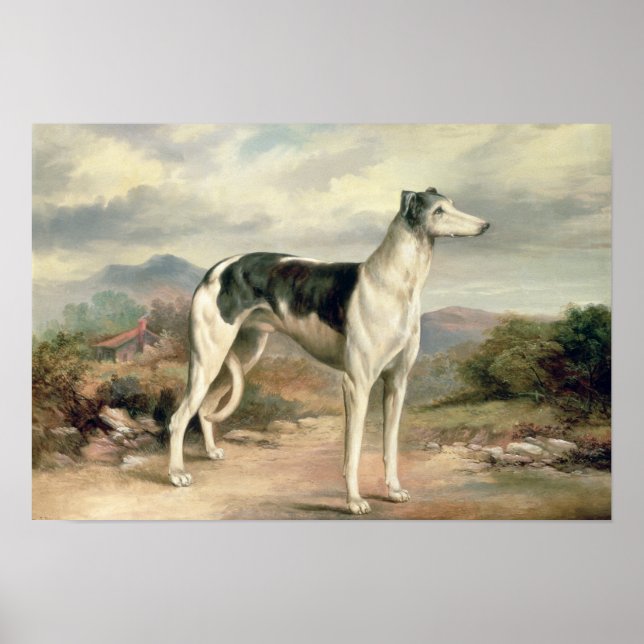 A Greyhound in a hilly landscape Poster (Front)