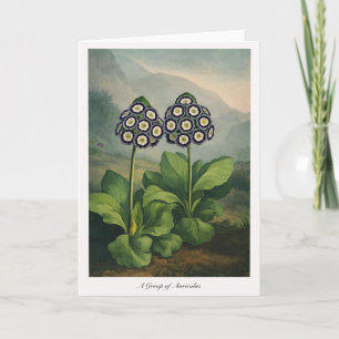 A Group of Auriculas — Modern Botanical Reinterpre Card