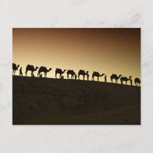 A group of camel herders with their camels at postcard
