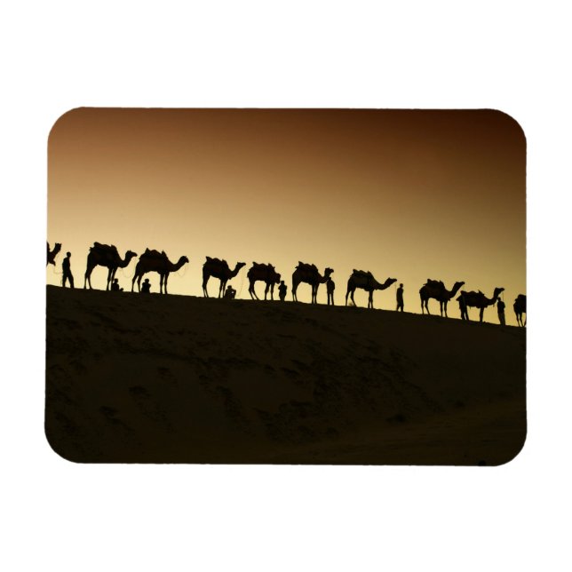 A group of camel herders with their camels magnet (Horizontal)