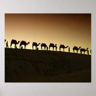 A group of camel herders with their camels poster