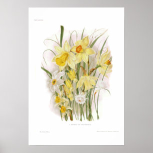 A Group of Daffodils Poster