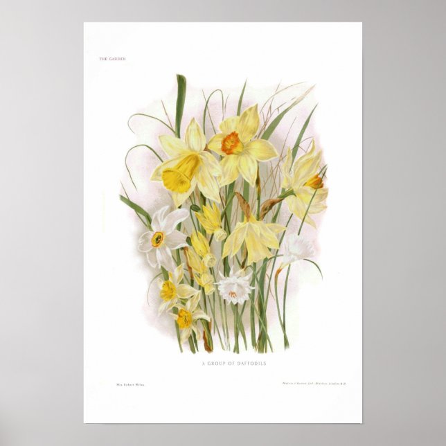 A Group of Daffodils Poster (Front)