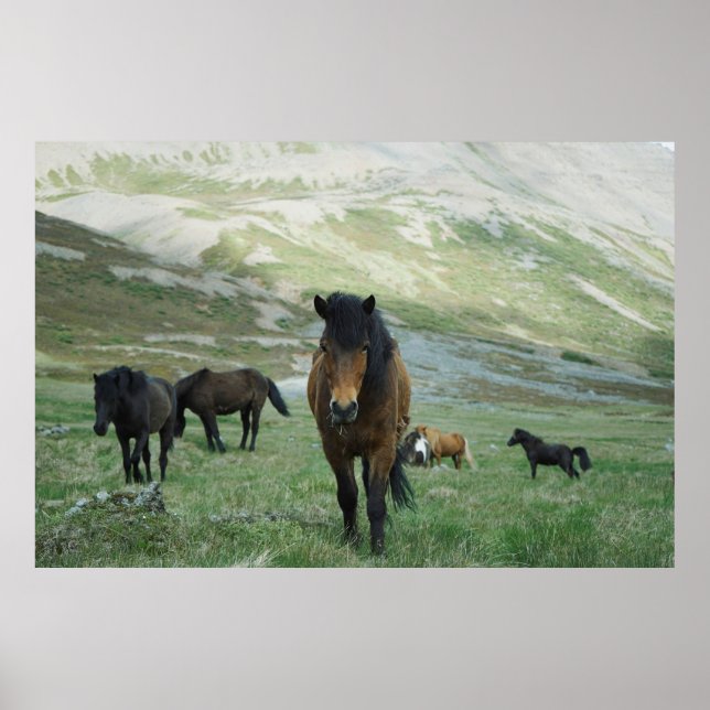 A GROUP OF HORSES ON A MOUNTAIN PASTURE POSTER (Front)