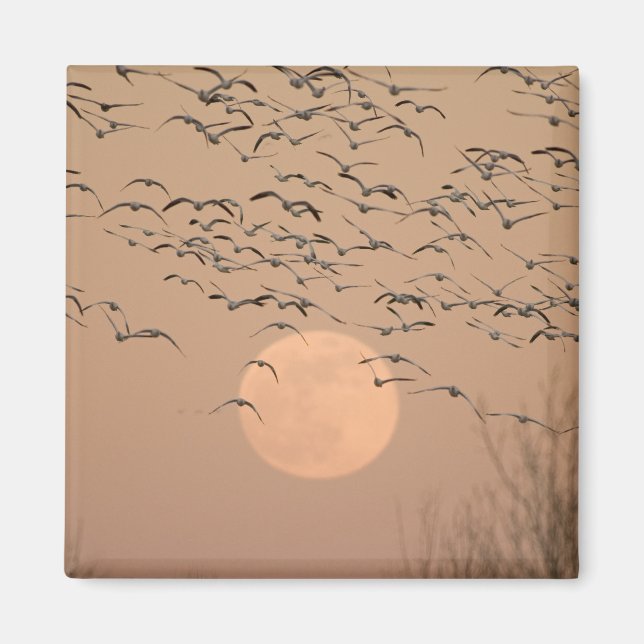 A group of migratory snow geese, Grus Magnet (Front)