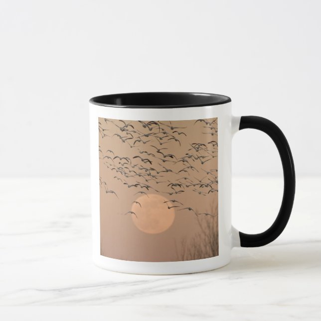 A group of migratory snow geese, Grus Mug (Right)