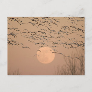 A group of migratory snow geese, Grus Postcard