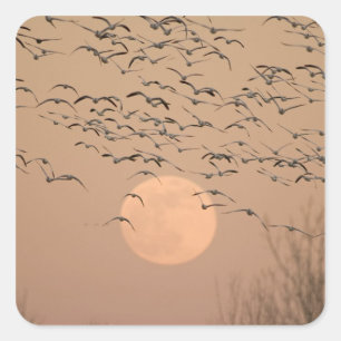 A group of migratory snow geese, Grus Square Sticker