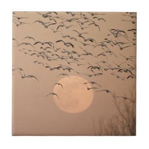 A group of migratory snow geese tile
