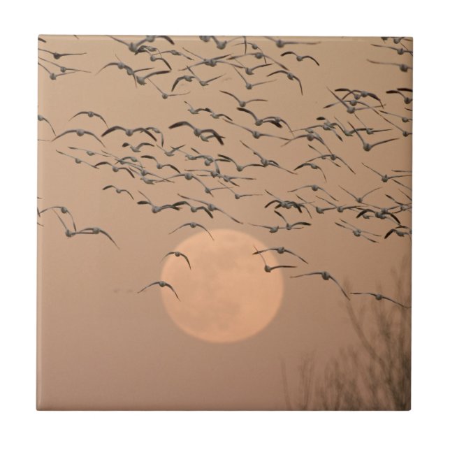 A group of migratory snow geese tile (Front)