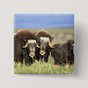 A group of muskoxen browse on willow shrubs on 15 cm square badge