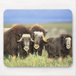 A group of muskoxen browse on willow shrubs on mouse pad